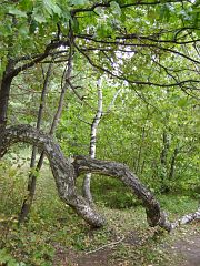Сросшиеся стволами береза и клен. Национальный парк «Хвалынский», экологических тропа «Заповедный край»