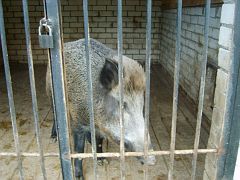 Кабан (дикая свинья) Маша. Национальный парк «Хвалынский», вольерное хозяйство «Теремок»